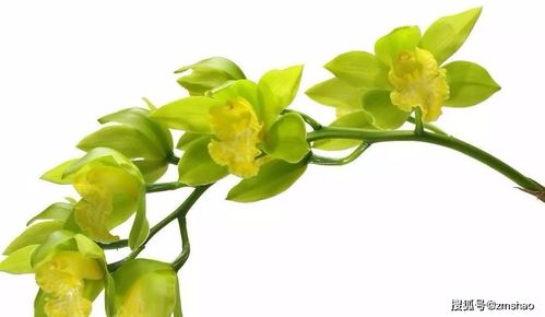 迎春花的大小与形态