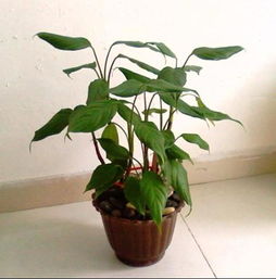 植物的生态价值高