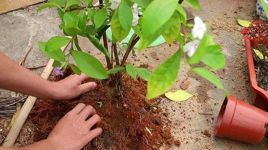 香草植物的土壤秘密