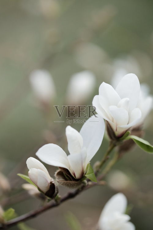 玉兰花开，寓意美好