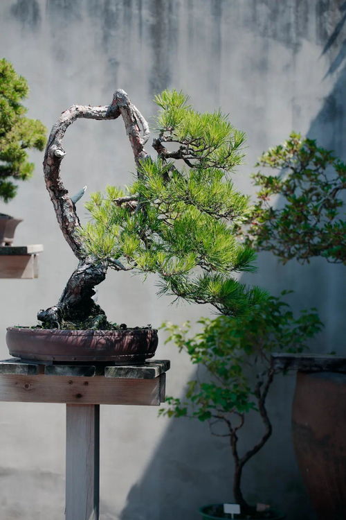 盆景之美， 意境之深