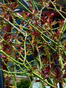 花儿的烦恼：叶子发粘之谜