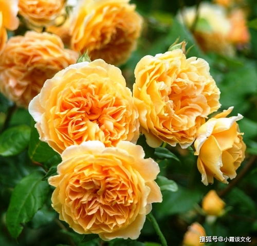 玛格丽特王妃月季的优点