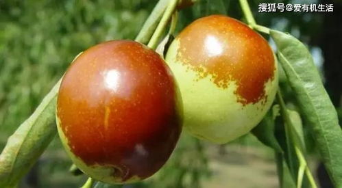 冬枣成熟季，错过这个时间要等一年