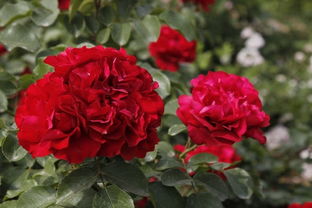 月季品种：各具特色的美丽故事