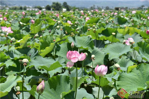 高等植物的大类别