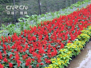 大连观赏花卉种植园揭秘