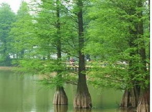 水杉在哪些土壤、气候和光照条件下生长最好