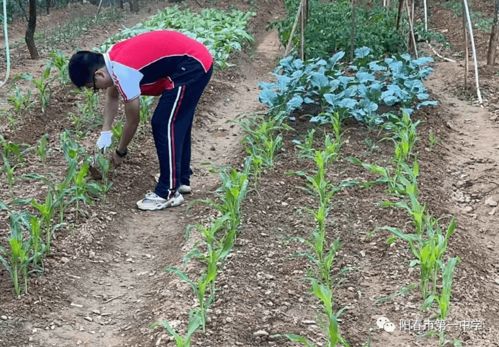 冬日土坡上的绿意盎然——蔬菜种植指南
