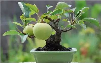 菲油果如何才能在家庭种植中开出满树花朵
