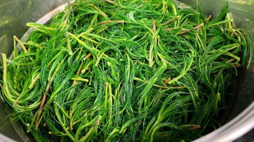 种植技巧，一看就会