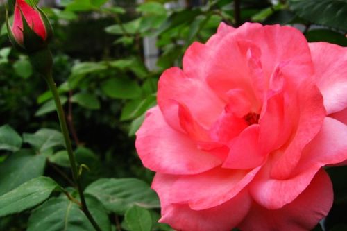 各国月季特点：挑选你的最爱