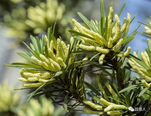 五针松种子种植：秋季播种攻略