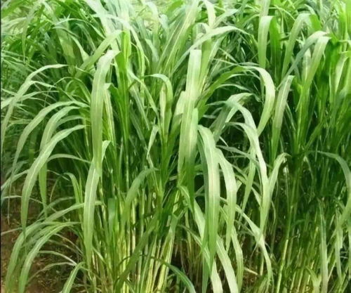 误区3：忽视土壤体检