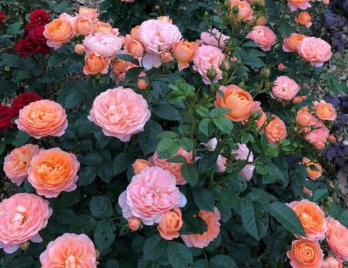 月季花的习性及栽植要点