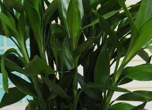 水培菖蒲如何生根？如何让叶片更加翠绿