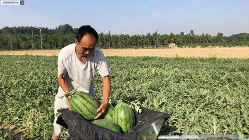 水分管理， 巧用间歇浸润法