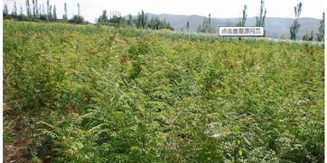 什么是西北免费苗木网?