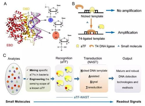 细菌荧光标记：让细菌变得五光十色