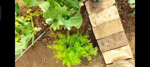 北方冬季种植蔬菜攻略，让你冬季也Neng吃上新鲜菜