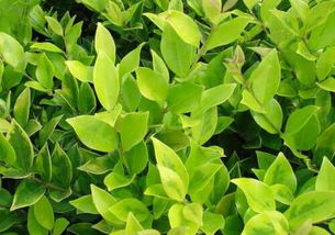 叶片变黄：差异明显