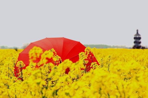 公路红黄花海之谜：这5种常见绿化植物的秘密