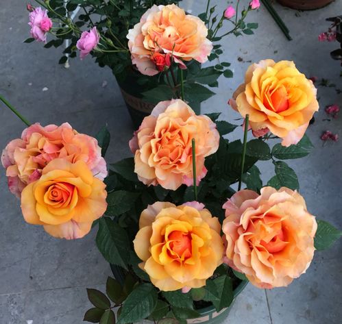 阳台种植的品种选择