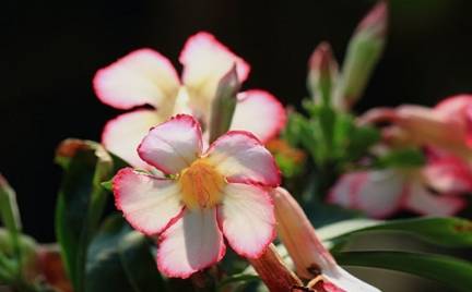 玫瑰花的根特点