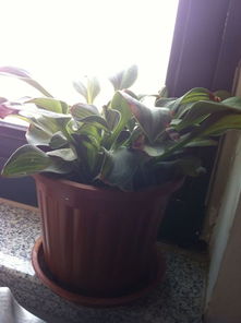 玉簪花：古典花卉中的绿色药箱