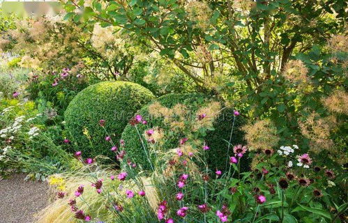 月季花球：绽放的美丽
