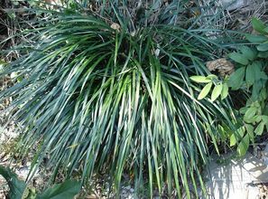 矮与长，各有韵味——与长麦冬有何区别？