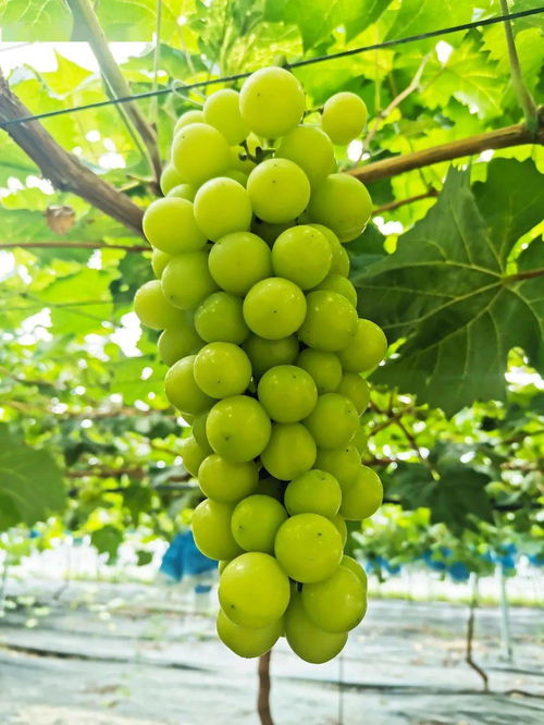 葡萄套袋之谜：农药残留真的那么可怕吗？