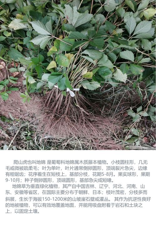 攀爬之谜：为何爬山虎要沿墙壁攀爬？