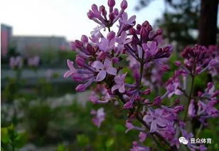 北方十月耐寒花卉绽放指南