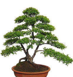 冬季养护榆树盆景：Zuo好这4点， 轻松过冬