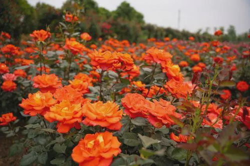 特色月季企业大揭秘， 第二届世界月季博览会亮点纷呈