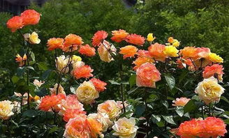 病虫害防治，月季的守护神！