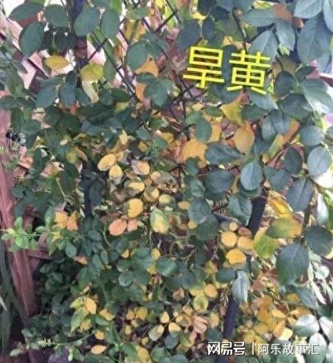 月季黄叶的原因