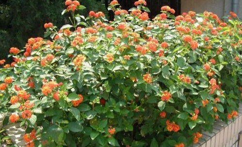 种植锦带花：阳光充足是关键