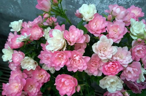 “迷你盆栽，冬日爆花，花多盆小，养花新潮流！”