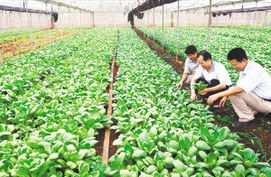 夏季月季种植：如何避免病虫害，确保植株健康生长？