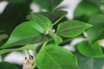 北方过冬时哪些耐寒绿植适合在爬山虎种植区域养护