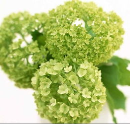 绿宝石花卉价格揭秘：贵不贵，怎么选？