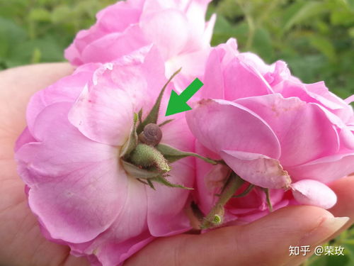 伊犁玫瑰花：是否使用农药？成分平安吗？