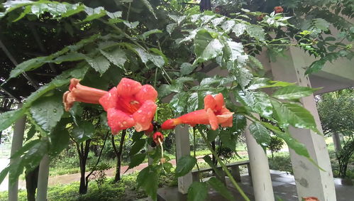 美国凌霄， 别有一番风味