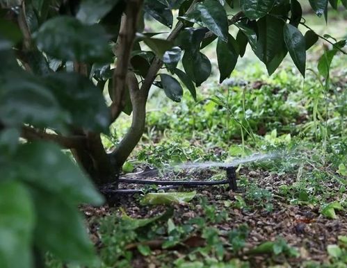 苹果、 柑橘、桃、梨等