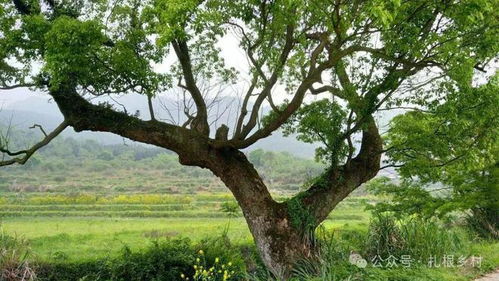 桑柘木：北方特有的桑柘木树