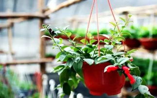 种植密度乱来？合适比贵梗重要