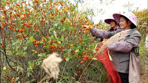 红舞姬红枫：如何选土壤与科学养护
