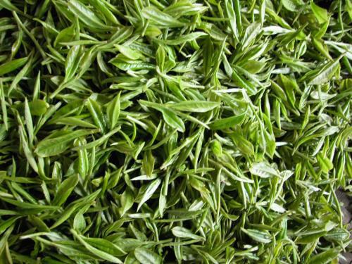 揭秘绿茶种植秘籍：识别正宗绿茶品种！